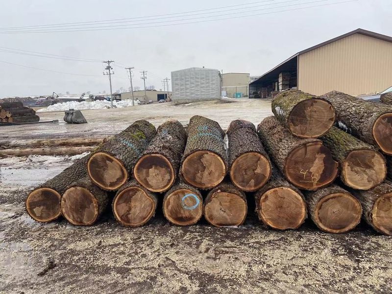 চীন Dongguan Yinghui Wood Industry Co., Ltd. সংস্থা প্রোফাইল